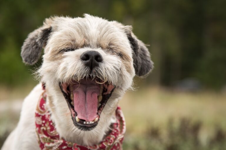 Un chien atteint de reverse sneezing