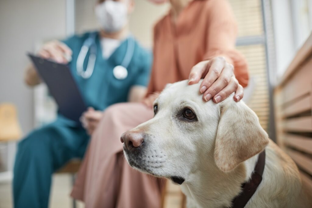 Consultation d'un chien chez le véto pour reverse sneezing