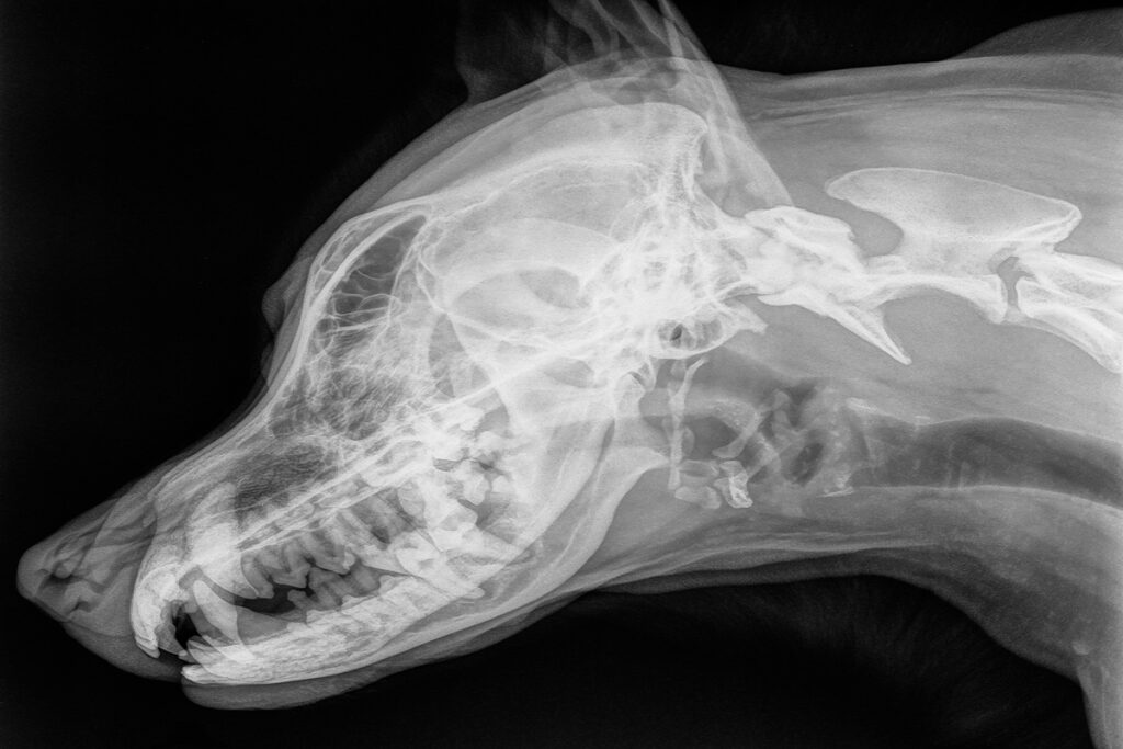 Radiographie pour trouver l'origine d'un reverse sneezing chez le chien