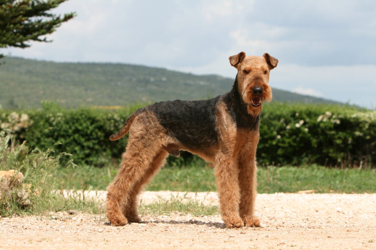 Un très bel Airedale Terrier