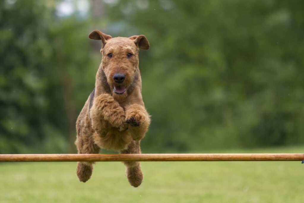 Airedale Terrier en compétition de sport canin