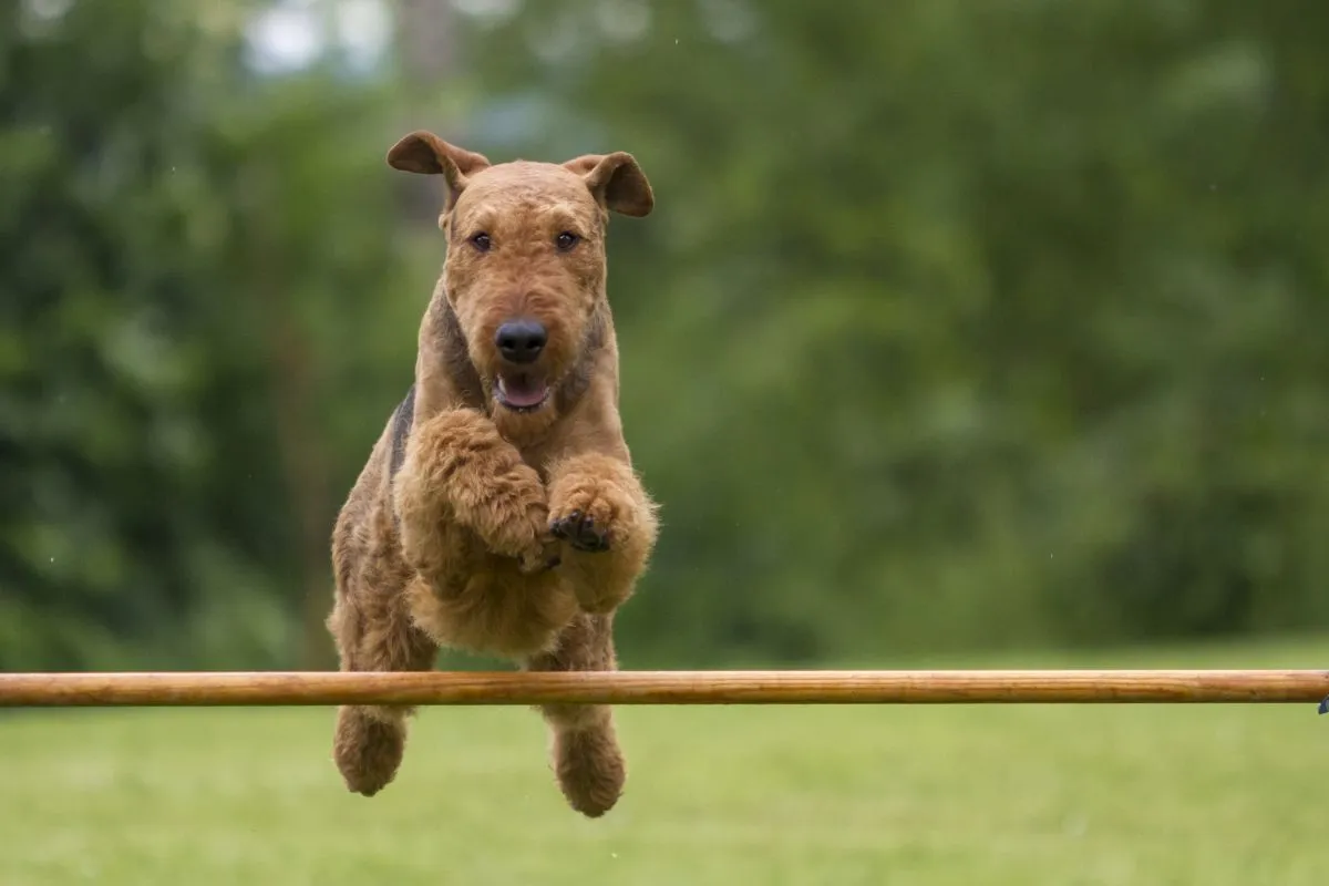 Airedale Terrier en compétition de sport canin