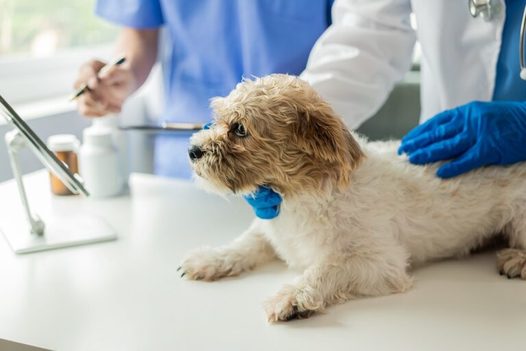 Un chien au cabinet vétérinaire pour dépister le cancer des testicules