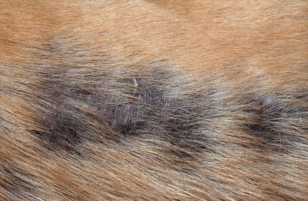 Le cancer des testicules chez le chien peut engendrer des problèmes dermatologiques