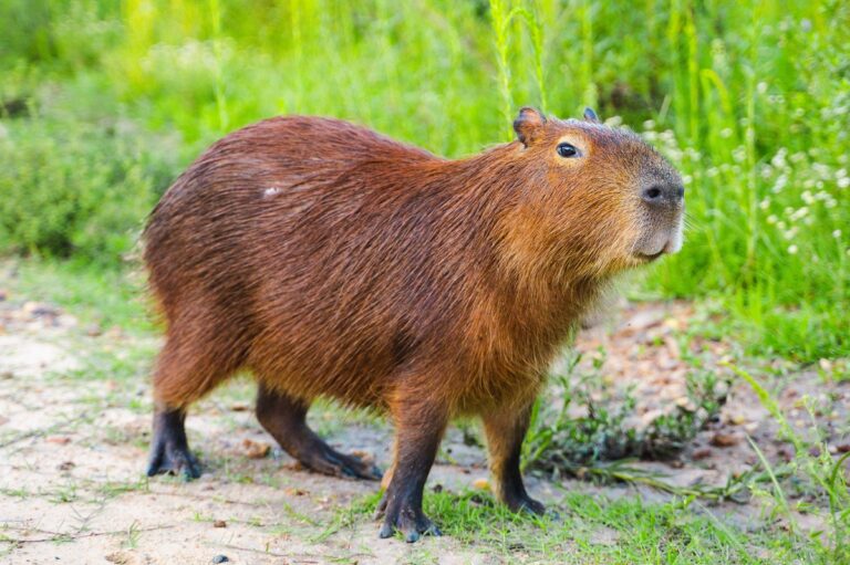 Un capybara sur terre humide