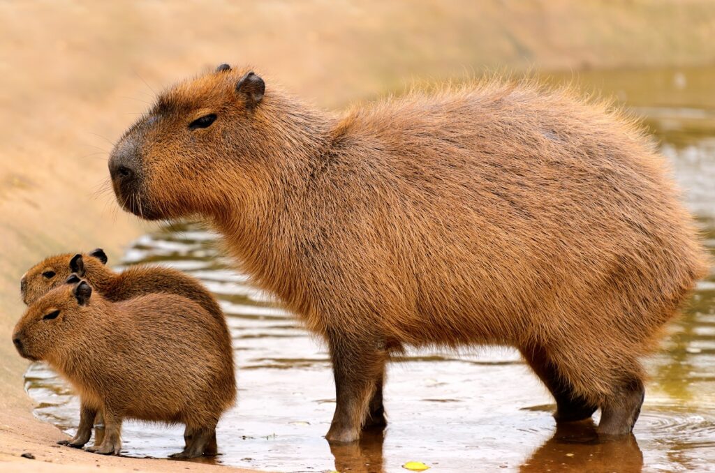 Une mère capybara et ses jeunes