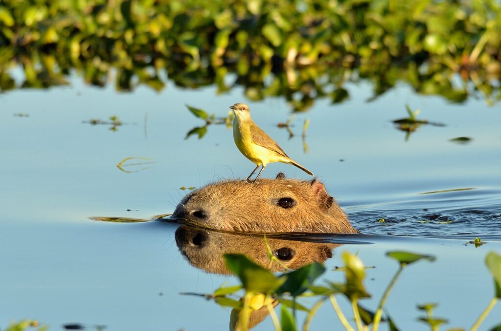 Un capybara nage avec un oiseau sur la tête