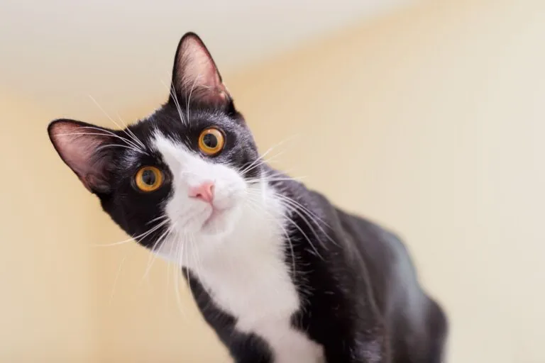 Un chat noir et blanc, portant fièrement son costume