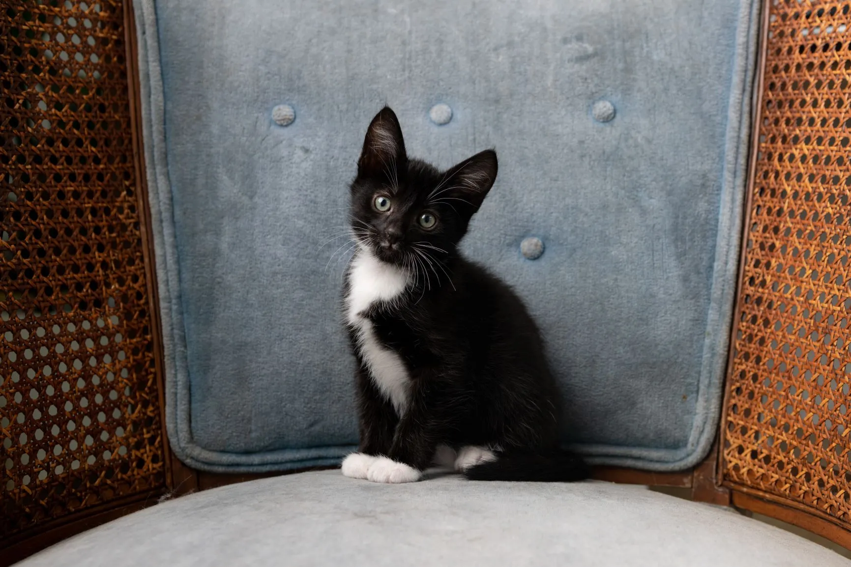 Un chaton noir et blanc