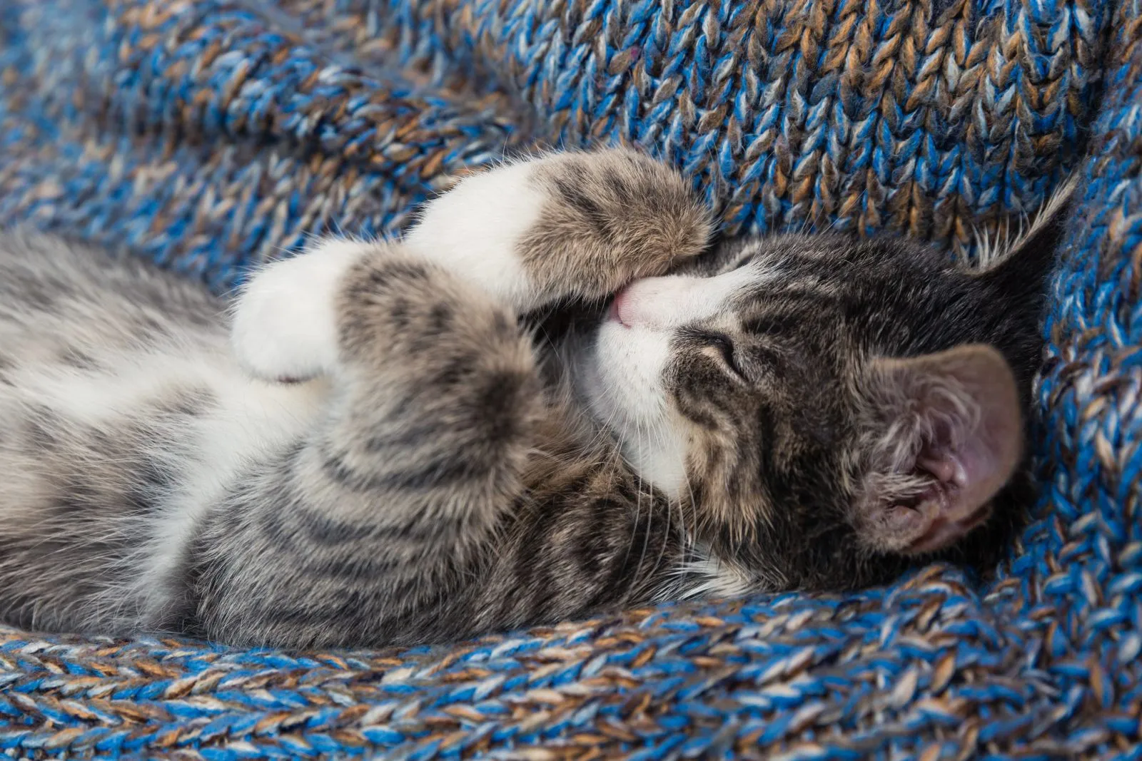 Un chaton en train de rêver