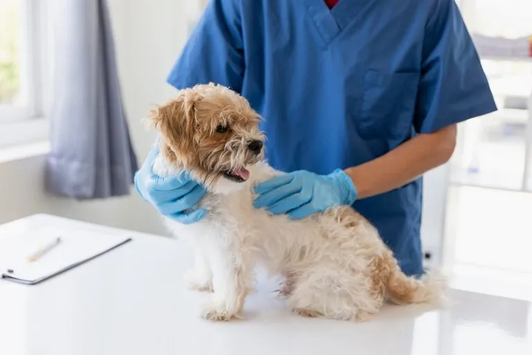 Un chien examiné par le vétérinaire pour la cryptorchidie