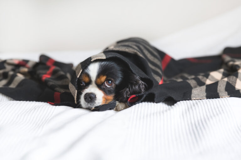 Un petit chien a plus de probabilité de faire une hypothermie