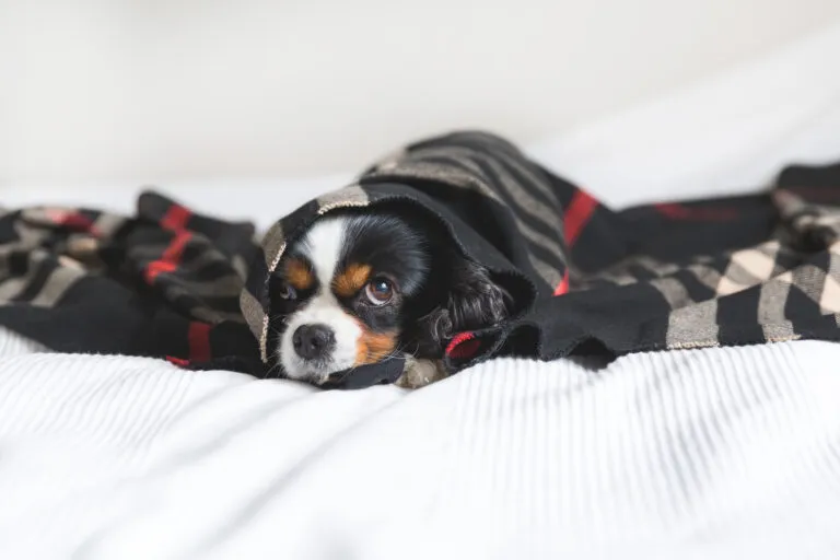 Un petit chien a plus de probabilité de faire une hypothermie