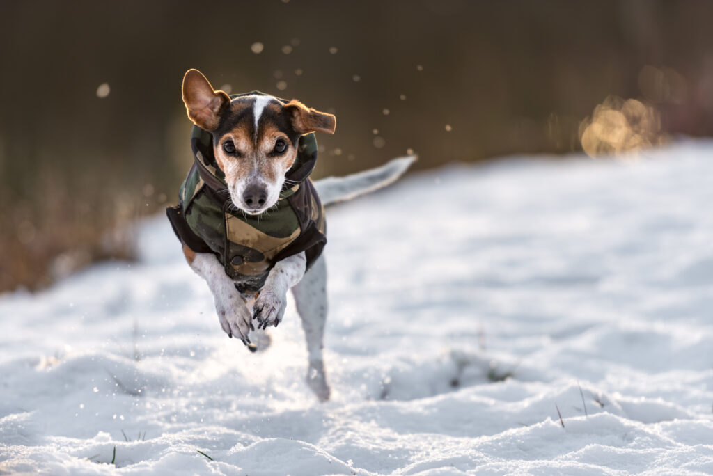 Un chien qui bouge beaucoup risque moins l'hypothermie