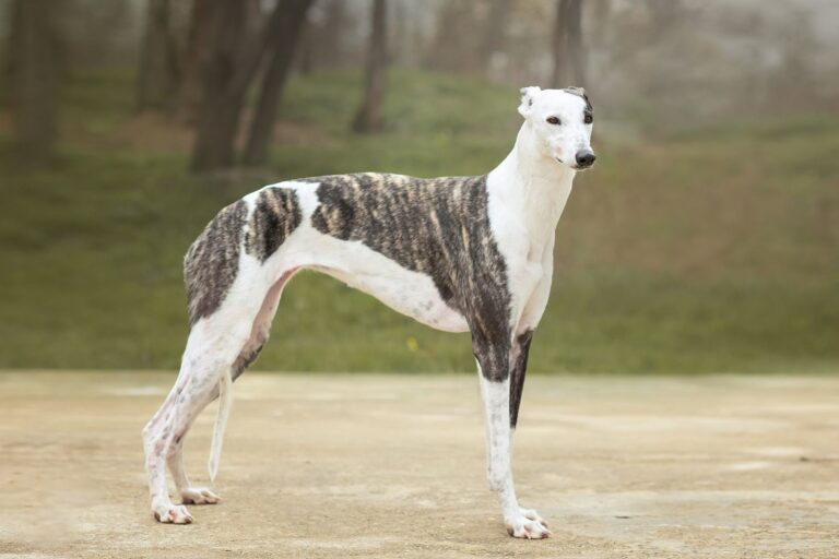 Un Lévrier Greyhound fin et élancé