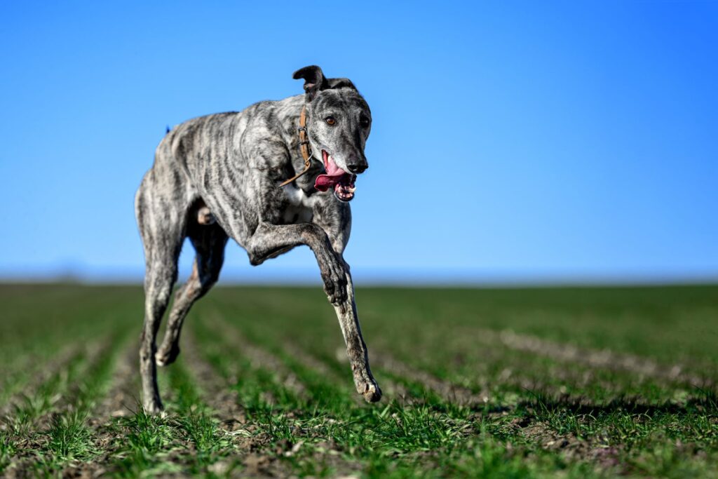 Un lévrier Greyhound en plein course