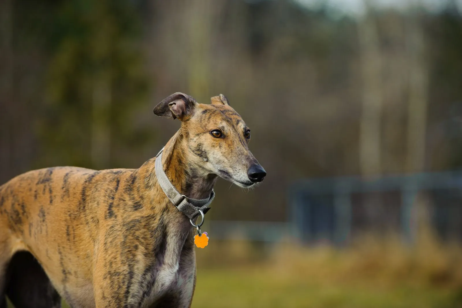 Un lévrier Greyhound au poil bringé gris et feu