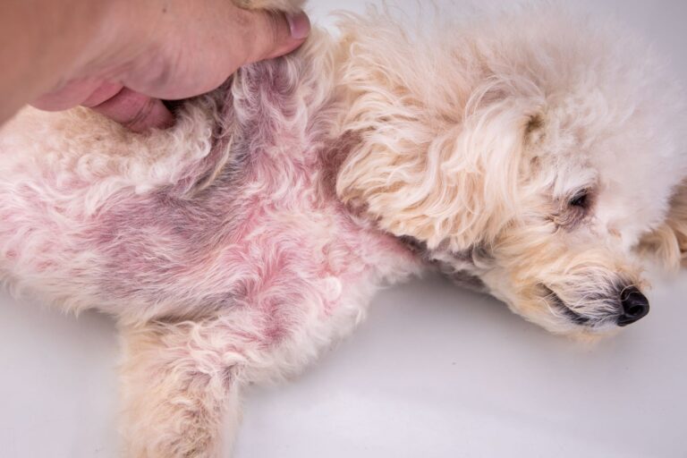 Des rougeurs indiquent une maladie de peau chez le chien