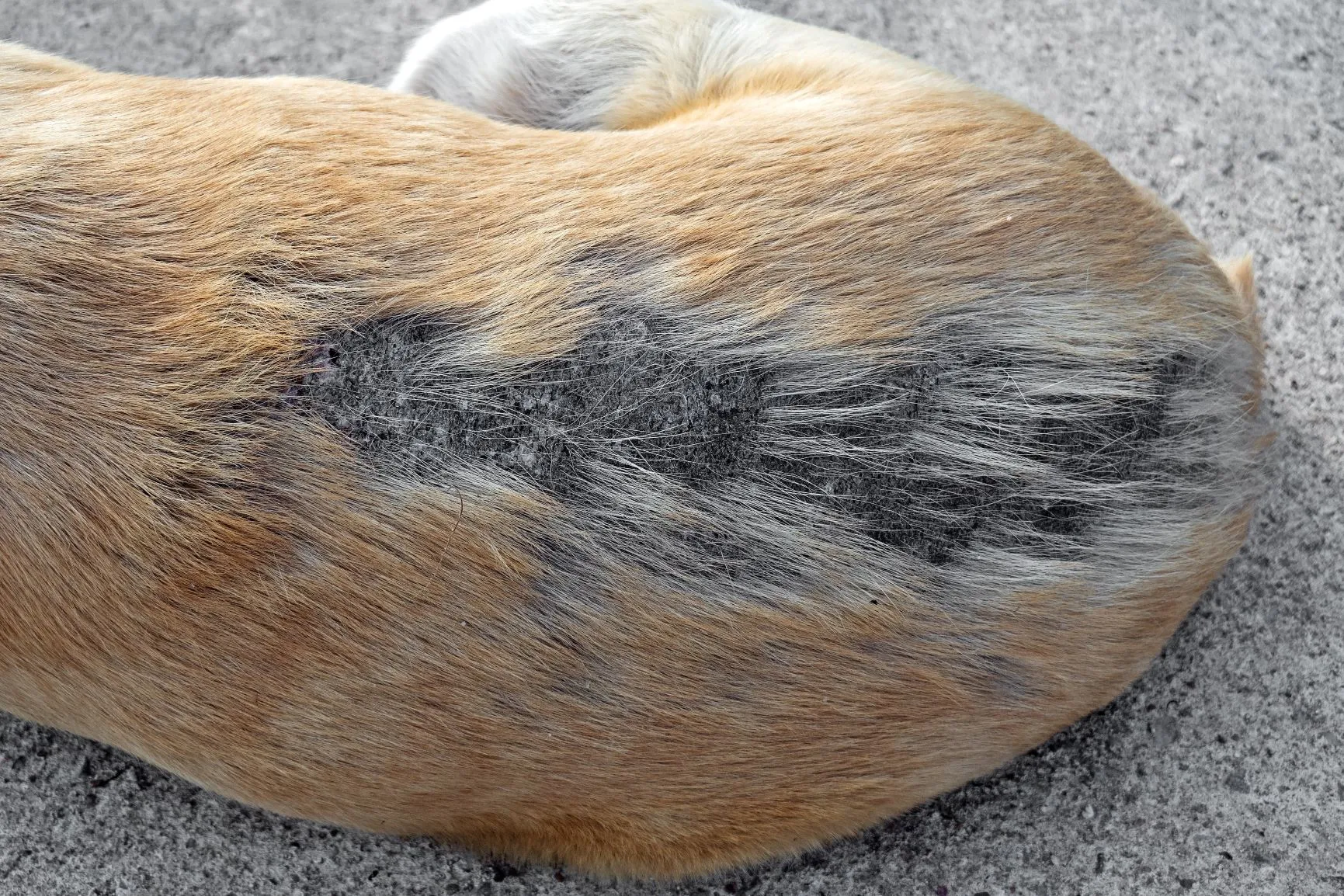 Une maladie de peau qui dégarnit le pelage d'un chien
