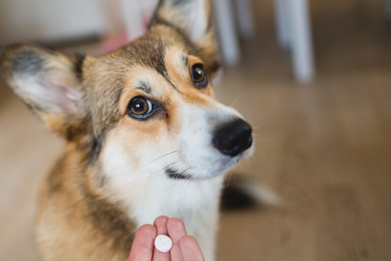 MDR1 chez le chien : attention aux toxines