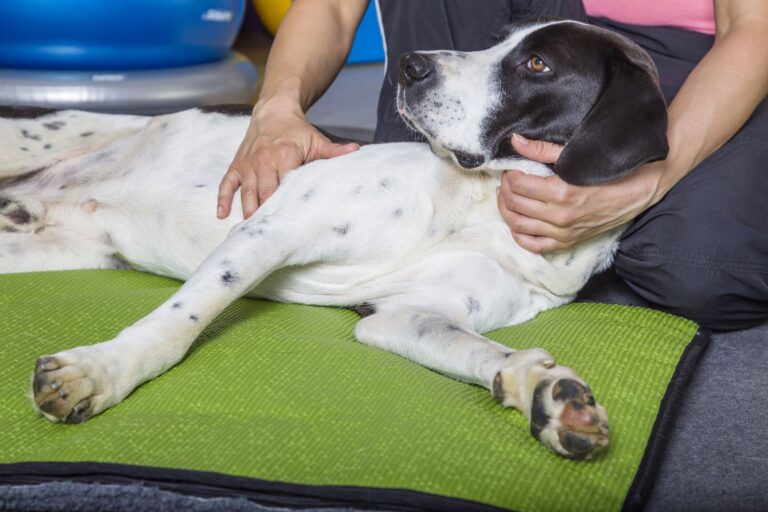 La physiothérapie pour chien est bénéfique pour l’appareil locomoteur