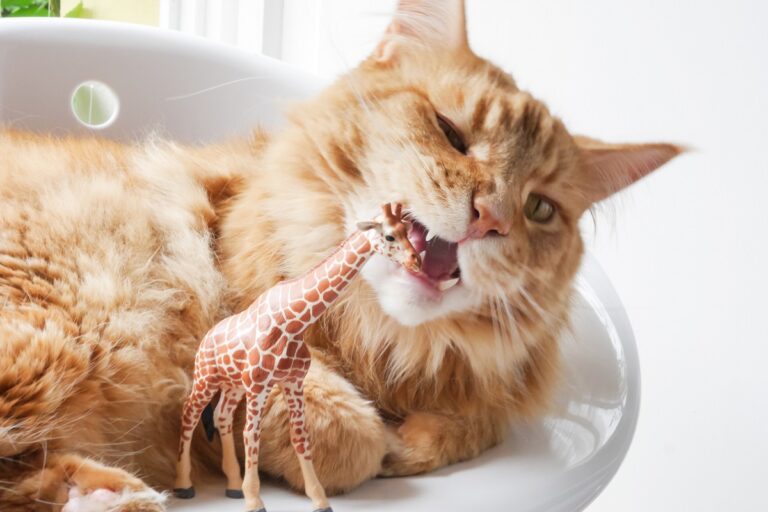 Un chat atteint de Pica mâche un jouet en plastique