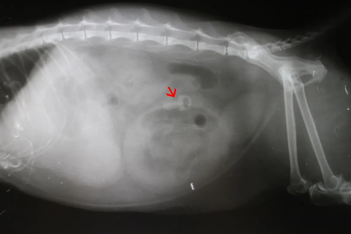 Un chat souffrant de Pica peut ingérer des corps étrangers
