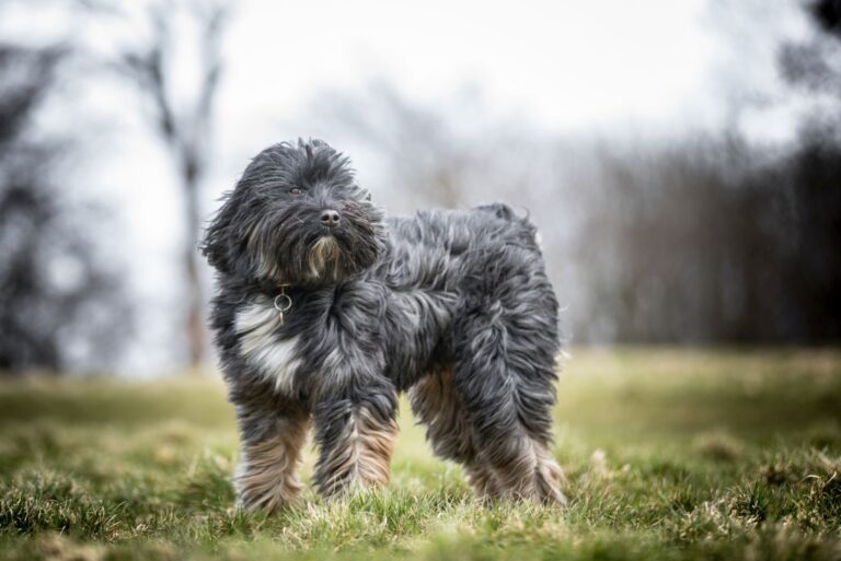 Un Terrier du Tibet avec son long poil