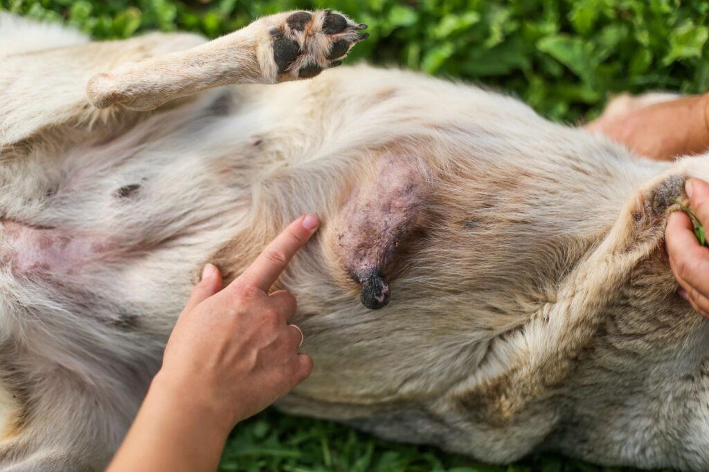 Une tumeur mammaire particulièrement grosse chez un chien