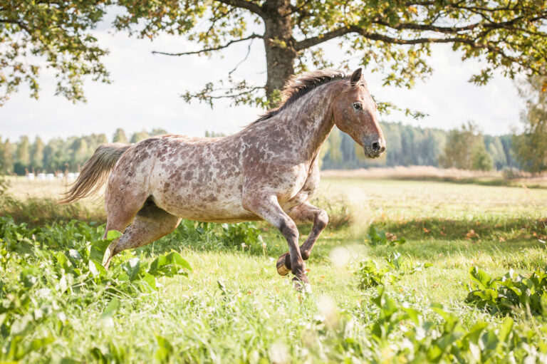 Un Appaloosa qui court en lisière de bois