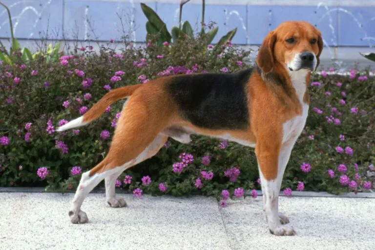 Un Beagle-Harrier majestueux