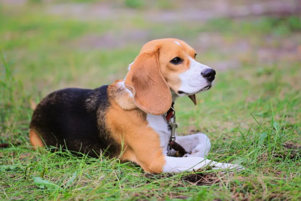 Un Beagle Harrier se reposant dans l'herbe