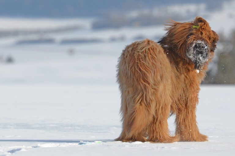 Un Briard sur une plaine enneigée