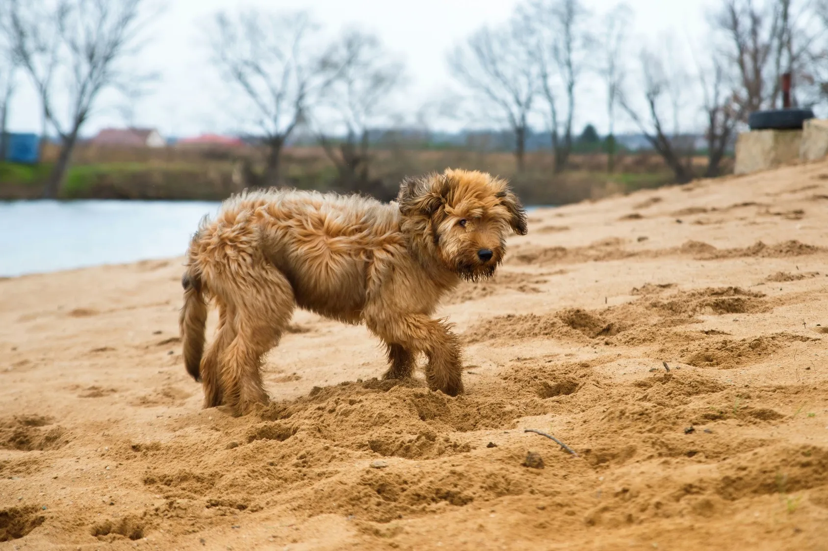 Un chiot Briard sur le sable