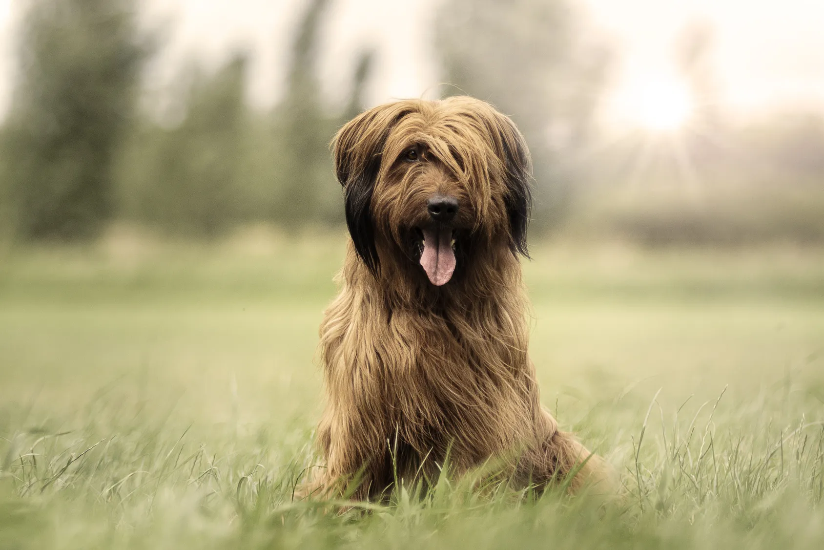 Un briard assis dans le gazon
