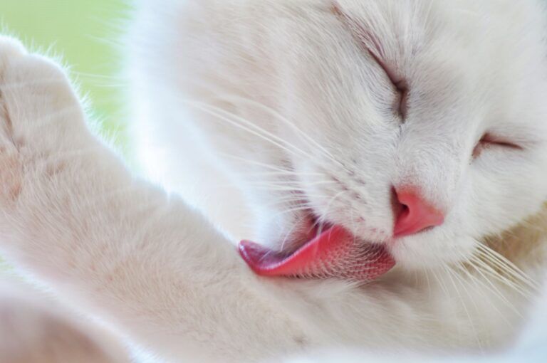 Un chat qui se lèche beaucoup peut perdre ses poils par endroits