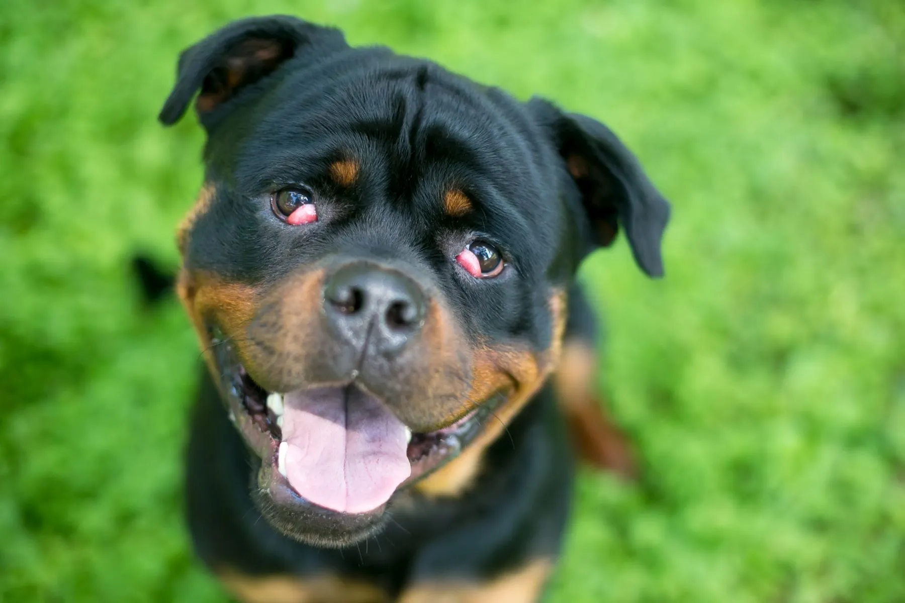 Cherry eye des deux côtés chez un chien Rottweiler