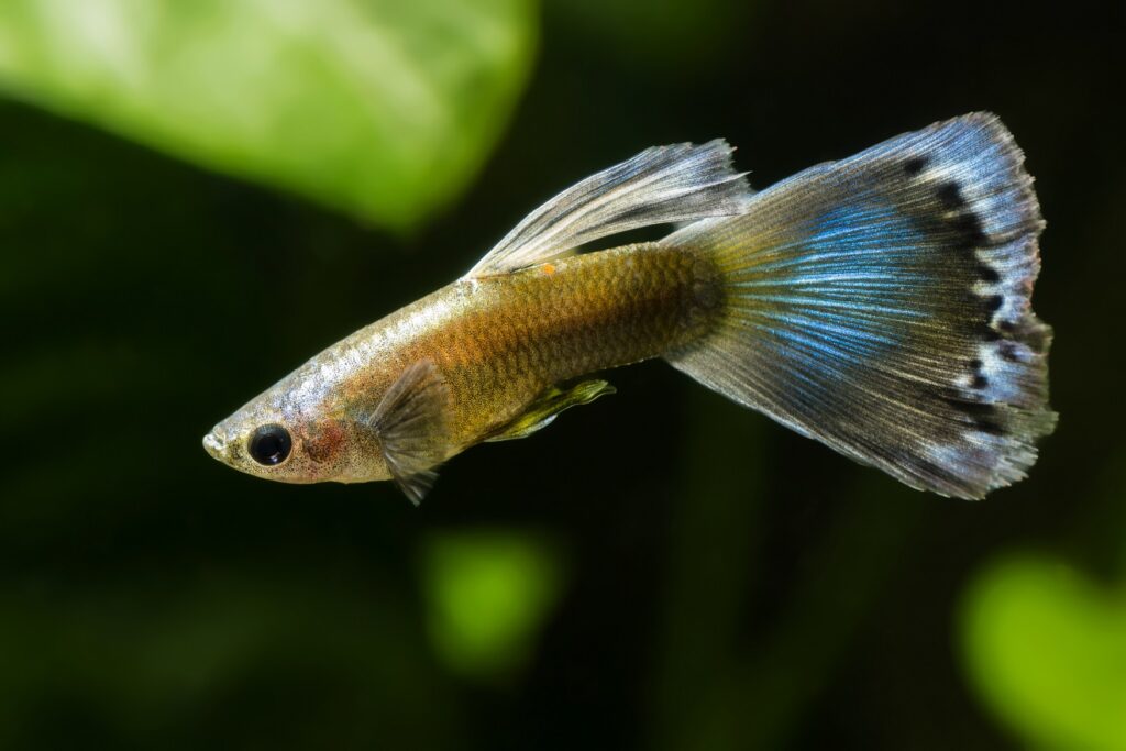 guppy-tout-savoir-sur-cette-esp-ce-pris-e-des-aquariophiles