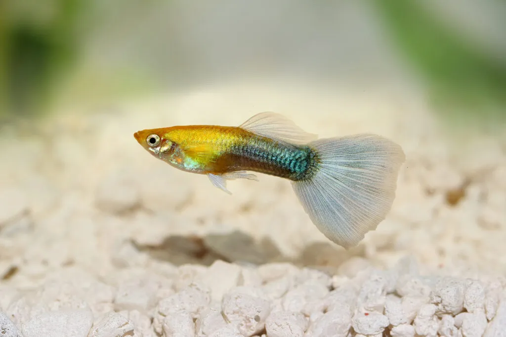 Un guppy nageant au fond de l'eau