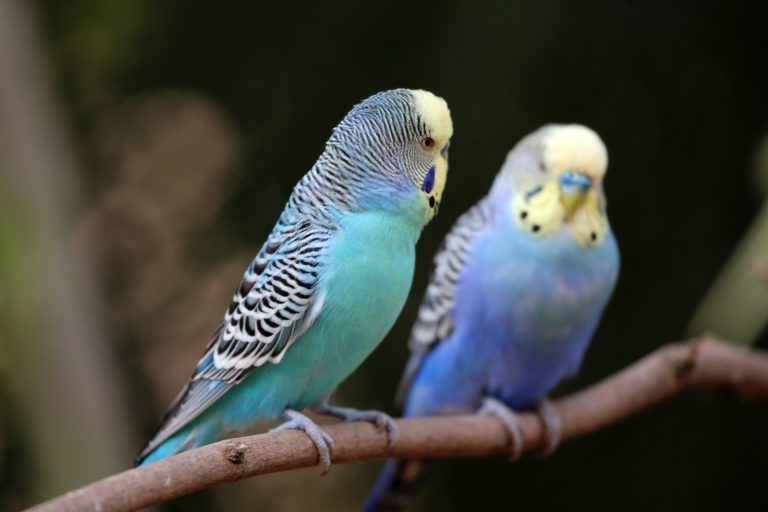 Deux Perruches ondulées : turquoise et bleue