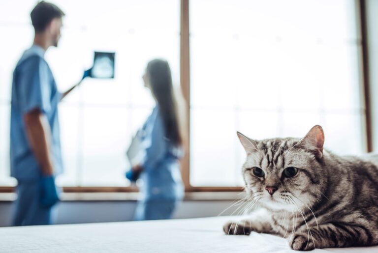 Un chat après une radio