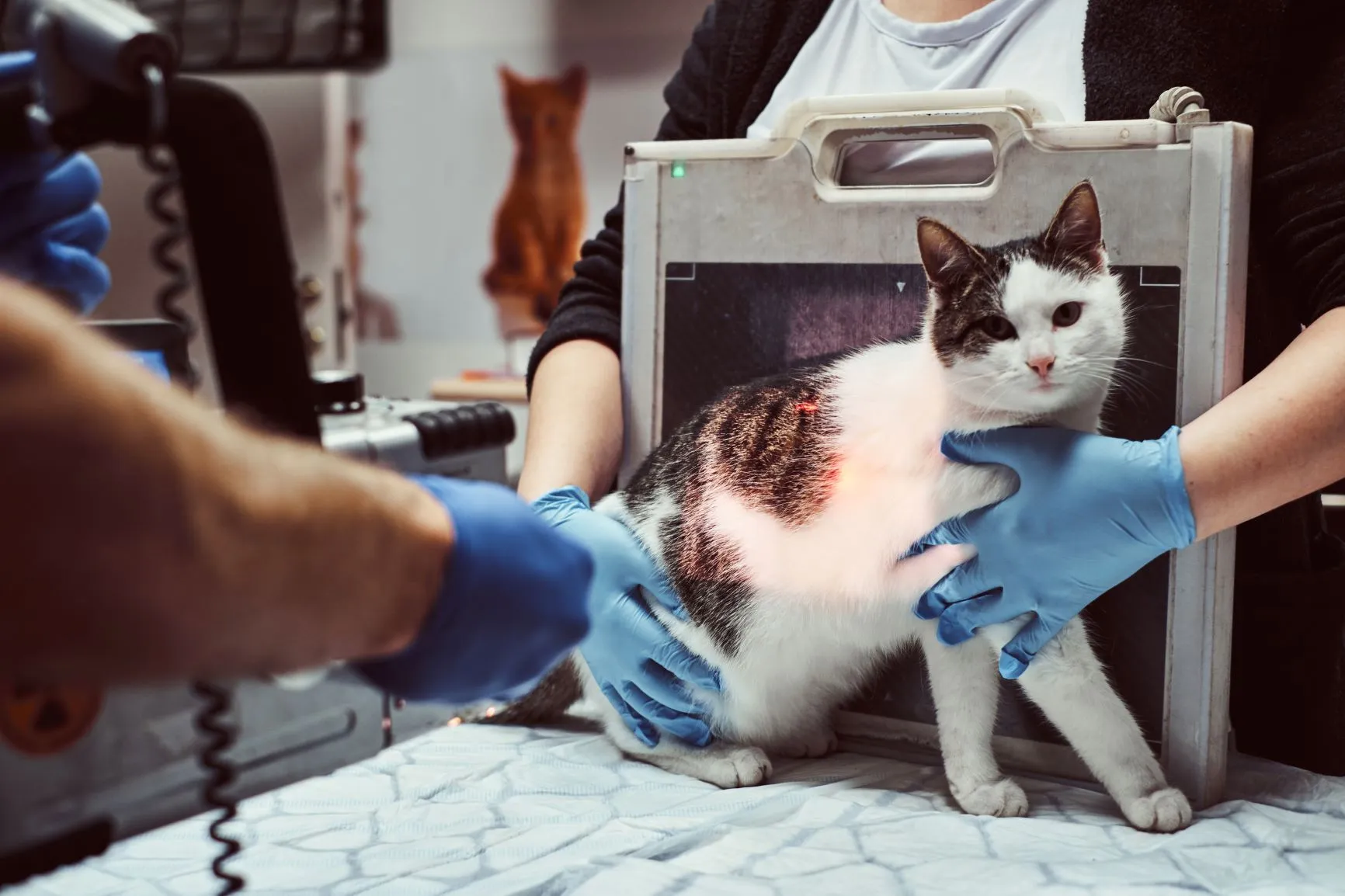 Radio du chat