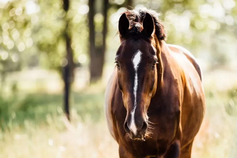Le shivering chez le cheval est sans remède