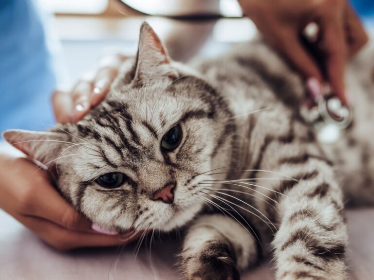 Un chat souffrant du typhus