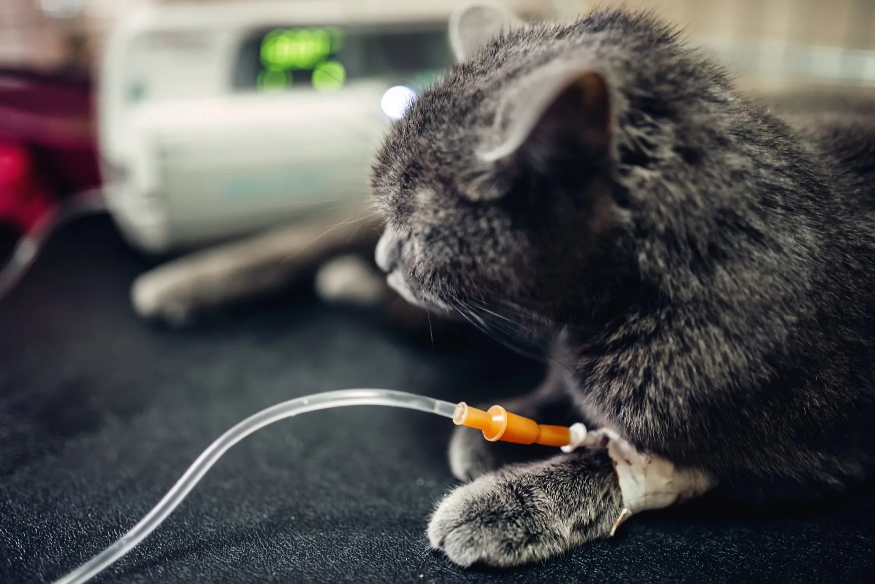 Un chat perfusé contre le typhus