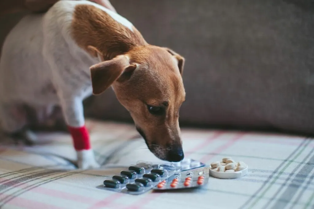 Un petit chien blessé à la patte regarde des médicaments.