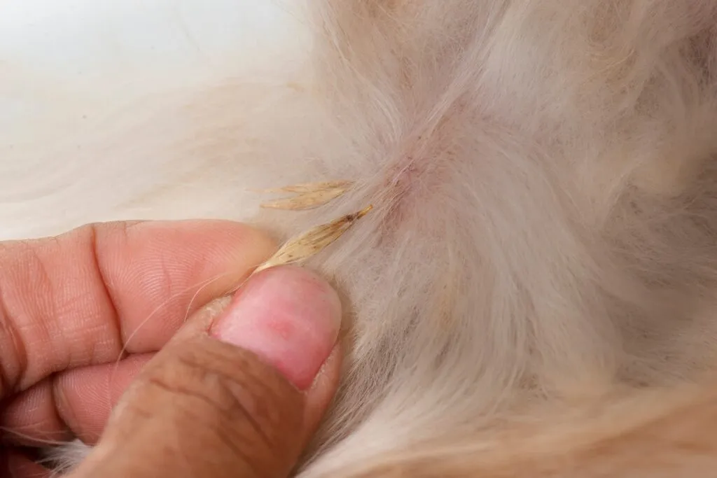L'épillet s'agrippe facilement au poils du chien
