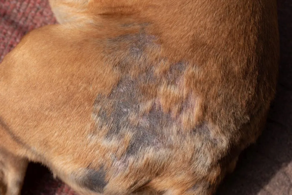 La gale du chien provoque une perte de poils
