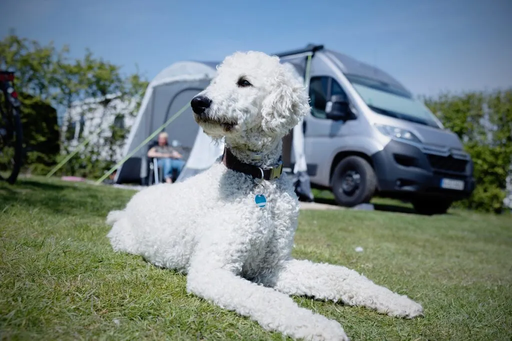 Caniche royal blanc