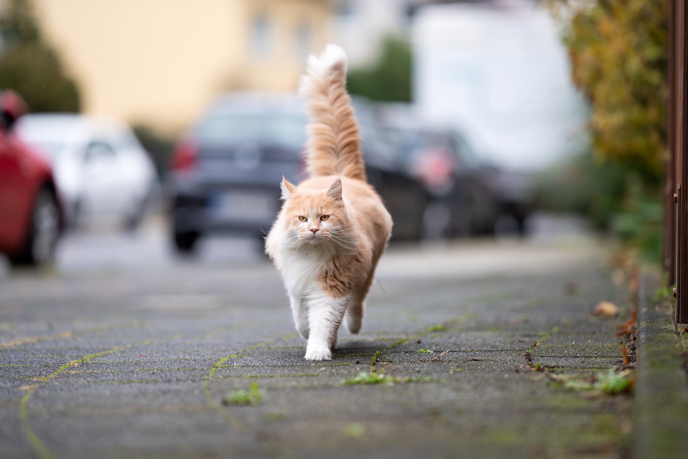 Chat écrasé : premiers soins, et obligations légales